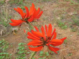 Image de Erythrina variegata L.