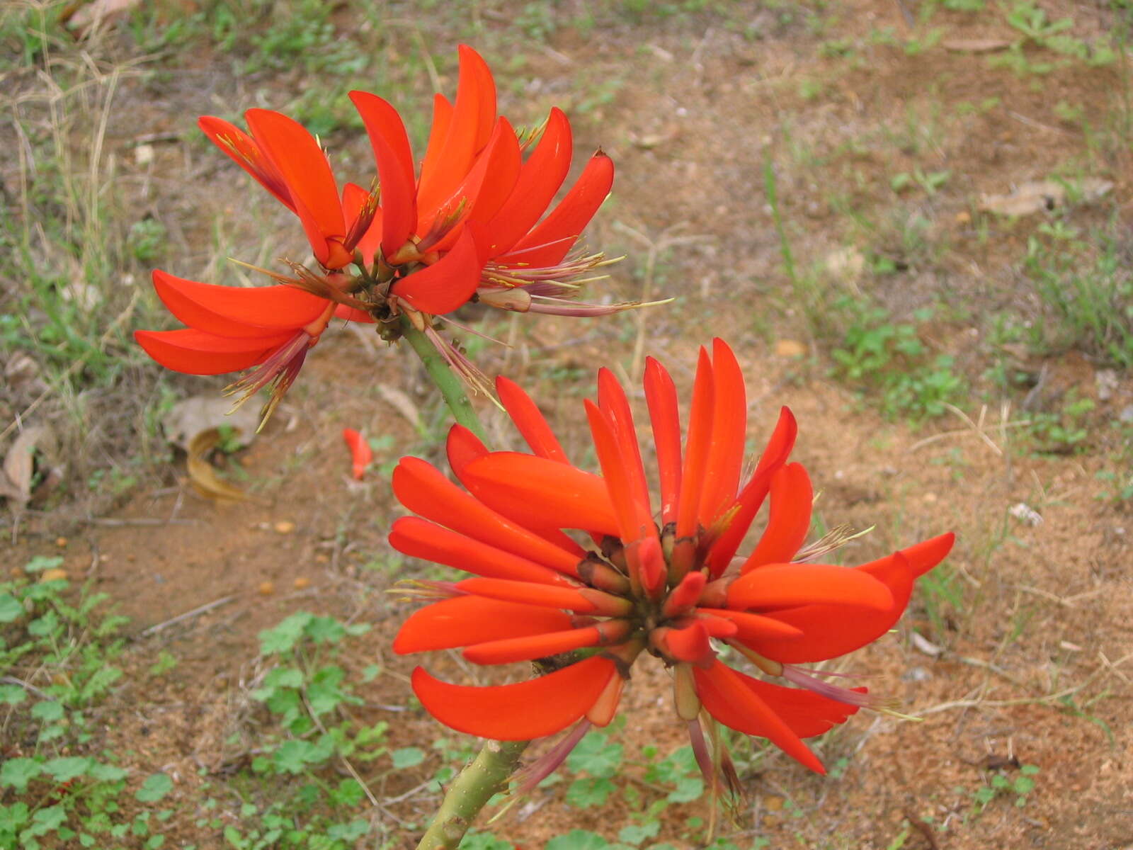 Image de Erythrina variegata L.