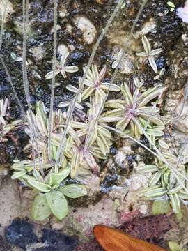 Image of Pinguicula lusitanica L.