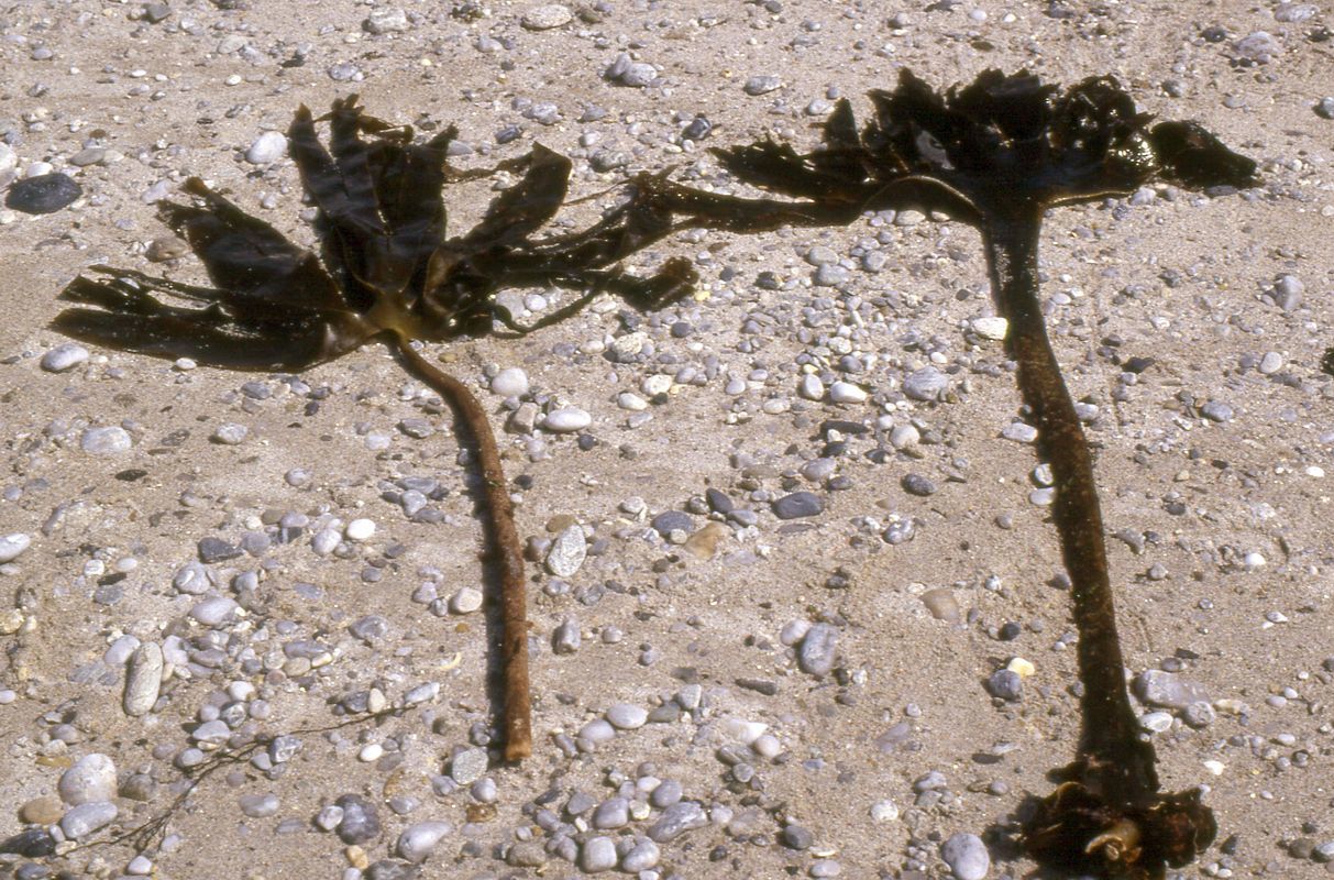 Image of <i>Saccorhiza polyschides</i>