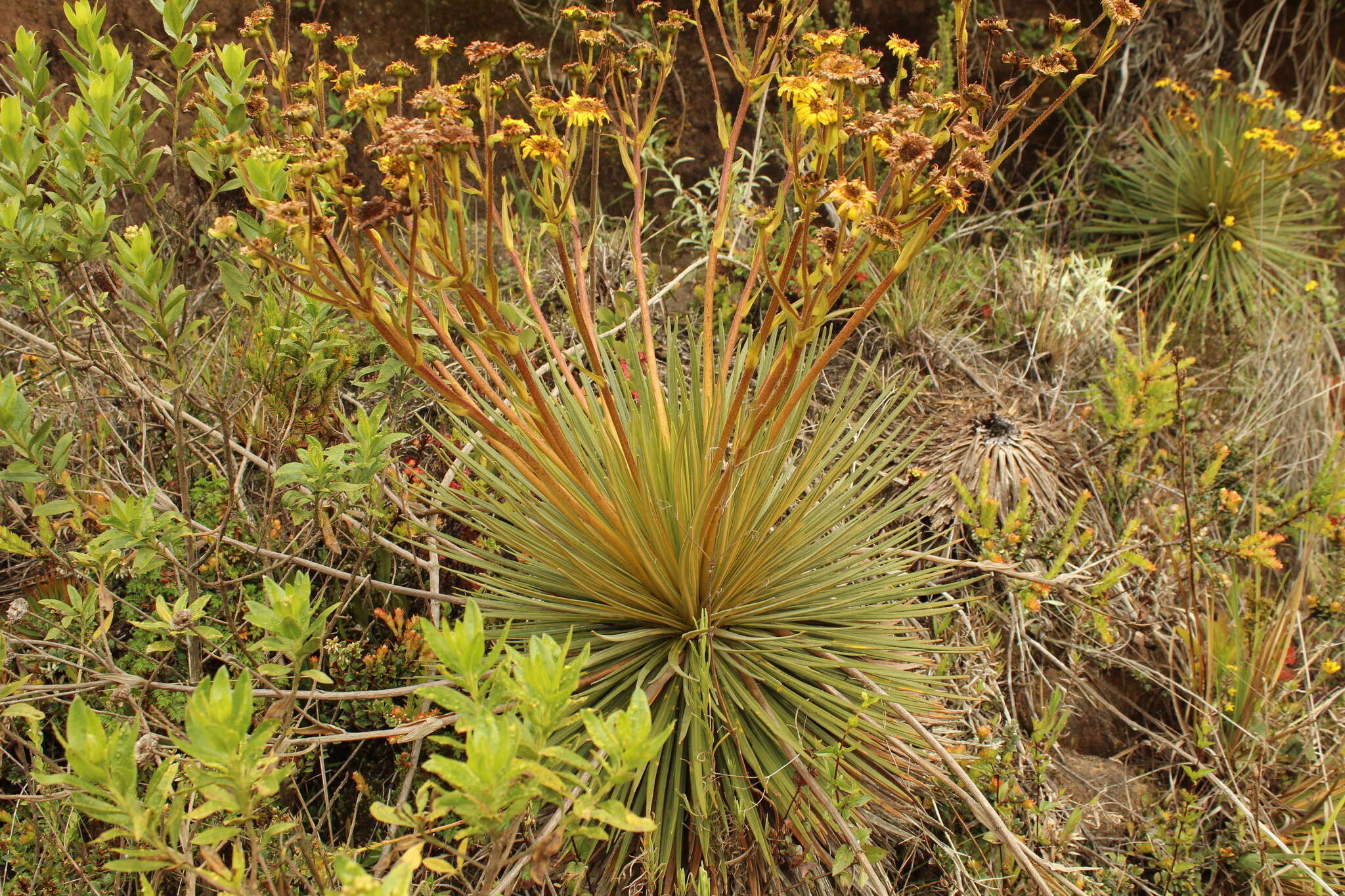 Image of Paramiflos glandulosus (Cuatrec.) Cuatrec.