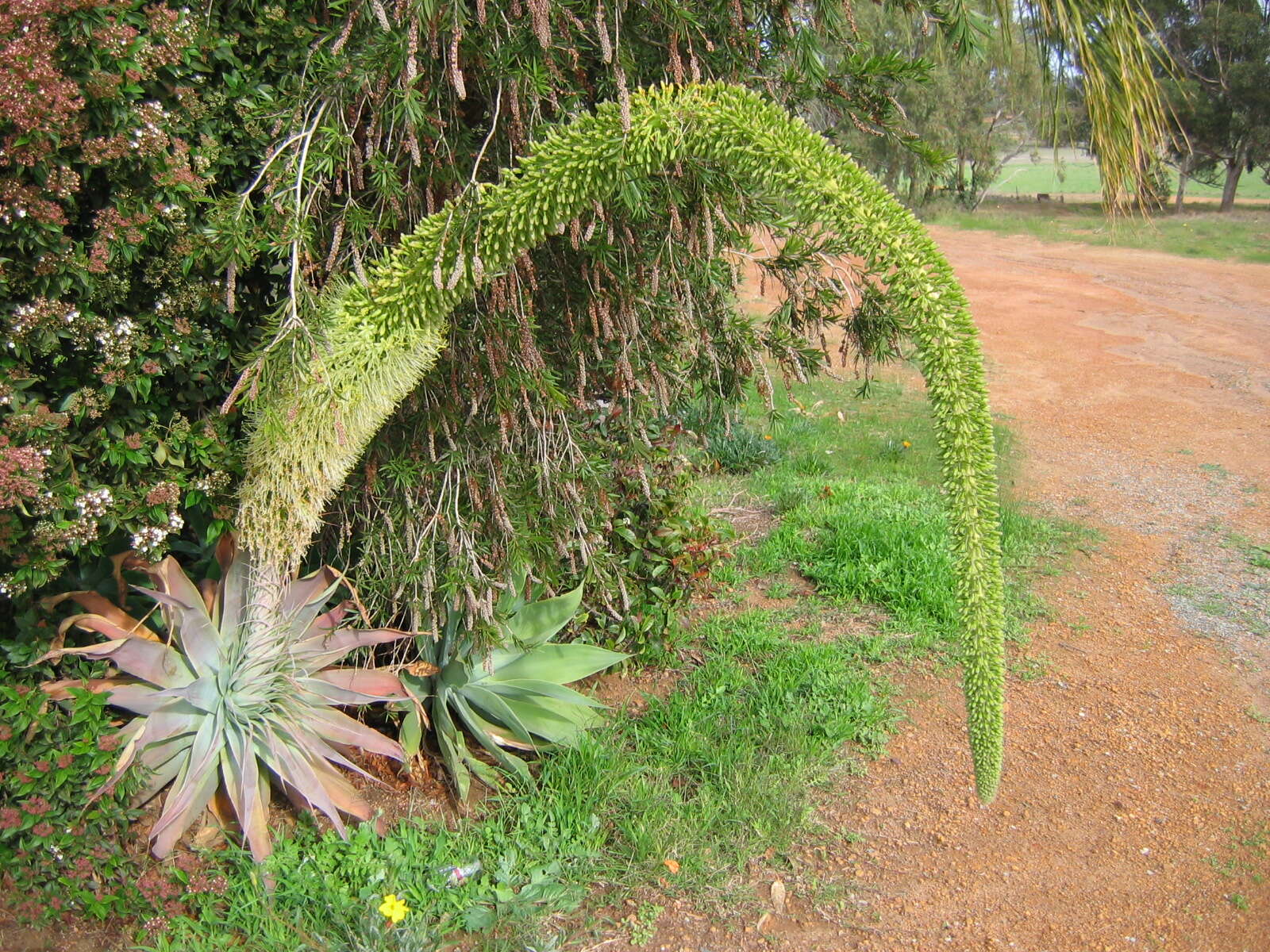 Image of Elephant's trunk