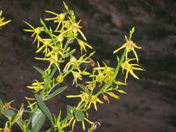 Image of Anthocercis littorea Labill.