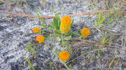 Sivun Polygala lutea L. kuva