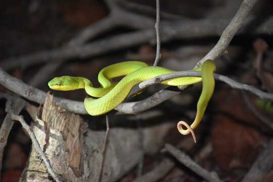 صورة Trimeresurus insularis Kramer 1977