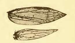 Imagem de Argyresthia freyella Walsingham 1890