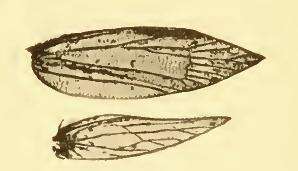 Imagem de Argyresthia freyella Walsingham 1890