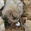 Image of Be’er Sheva Fringe-fingered Lizard