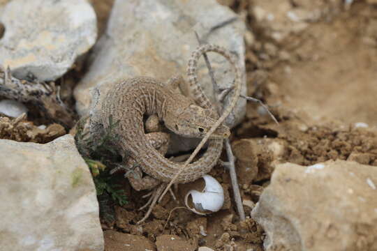 Plancia ëd Acanthodactylus beershebensis Moravec, El Din, Seligmann, Sivan & Werner 1999