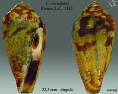 Image of Conus variegatus Kiener 1848