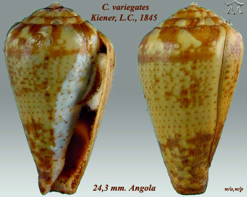 Image of Conus variegatus Kiener 1848