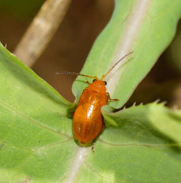 Image de Aulacophora relicta