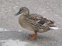 Image of Common Mallard