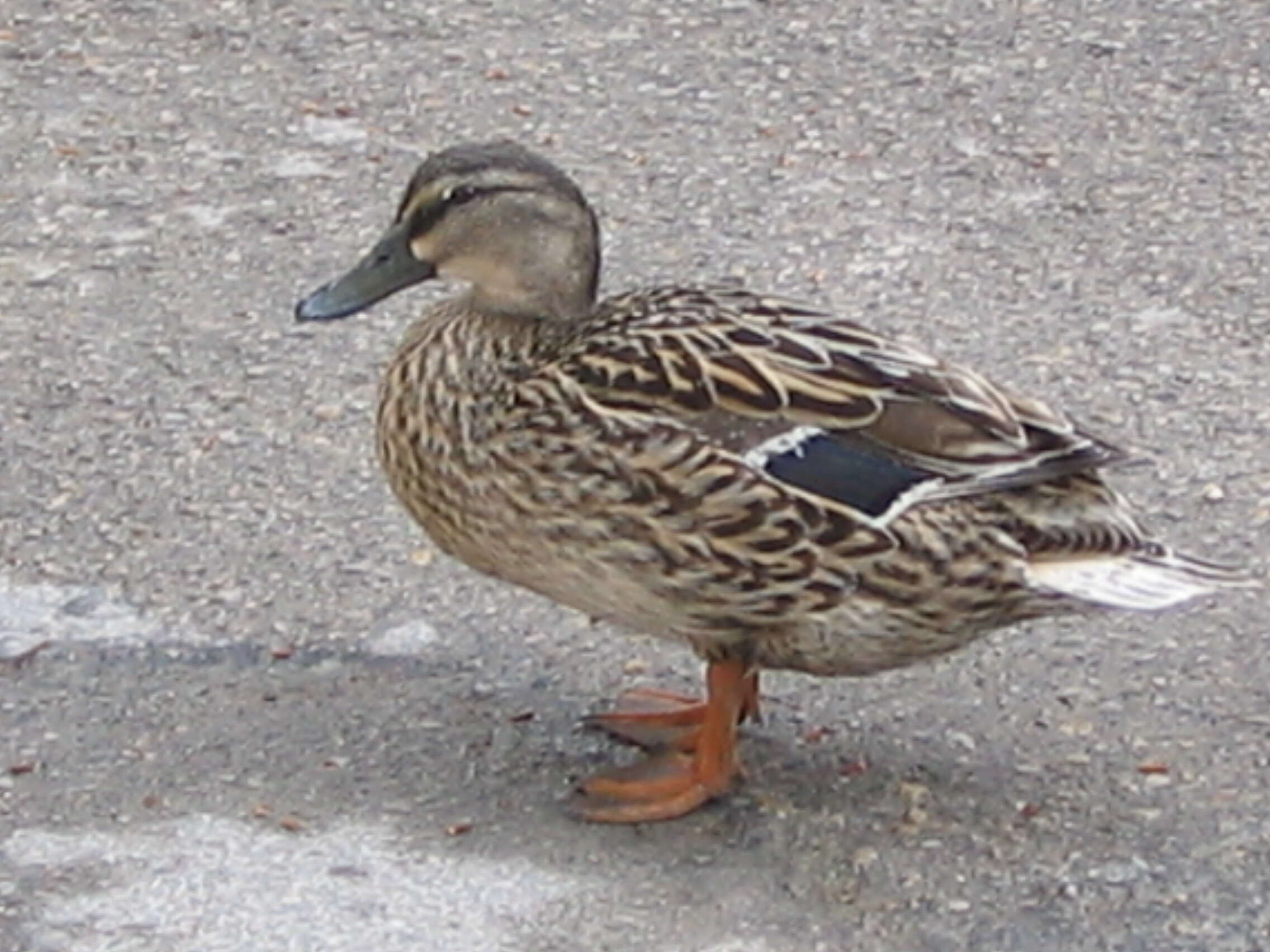 Image of Common Mallard