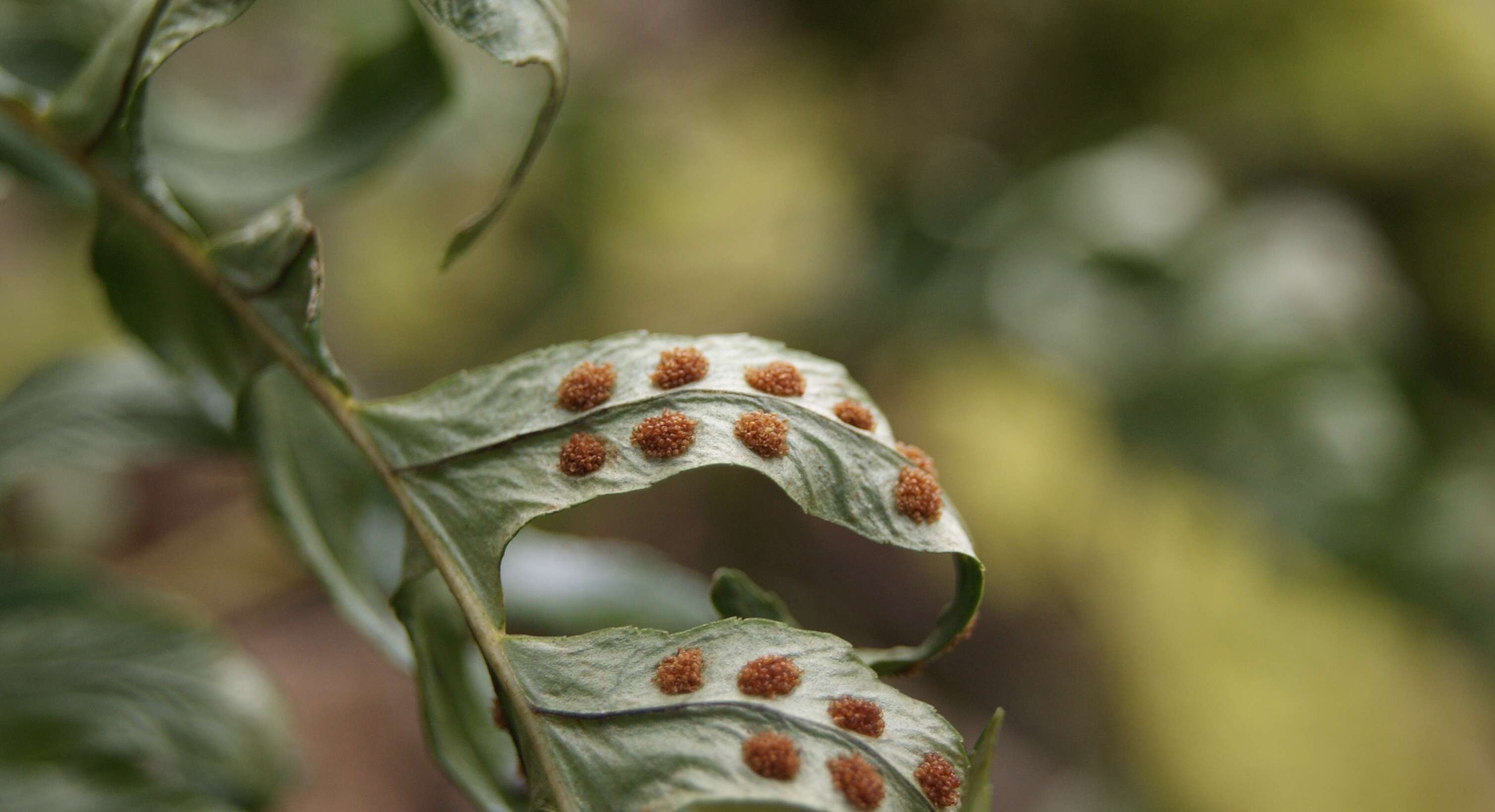 Image of common polypody