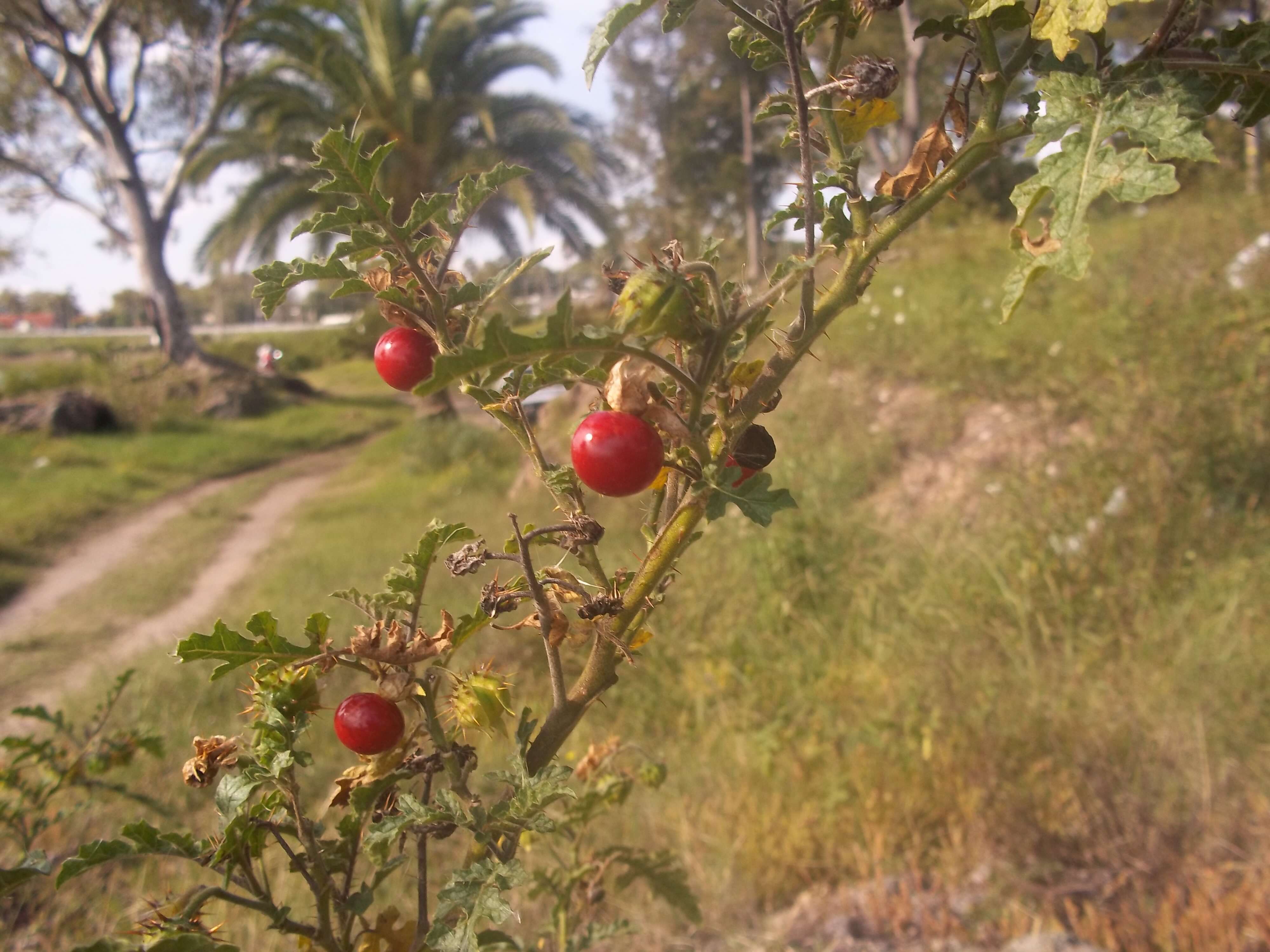 Plancia ëd Solanum sisymbriifolium Lam.