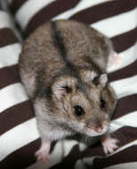 Image de Hamster de Campbell