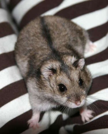 Image of Campbell's Hamster