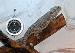 Image of Central bearded dragon