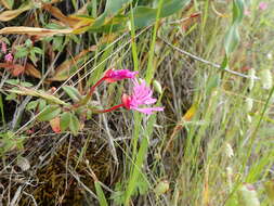 Plancia ëd Clarkia concinna subsp. raichei G. A. Allen, V. S. Ford & L. D. Gottlieb