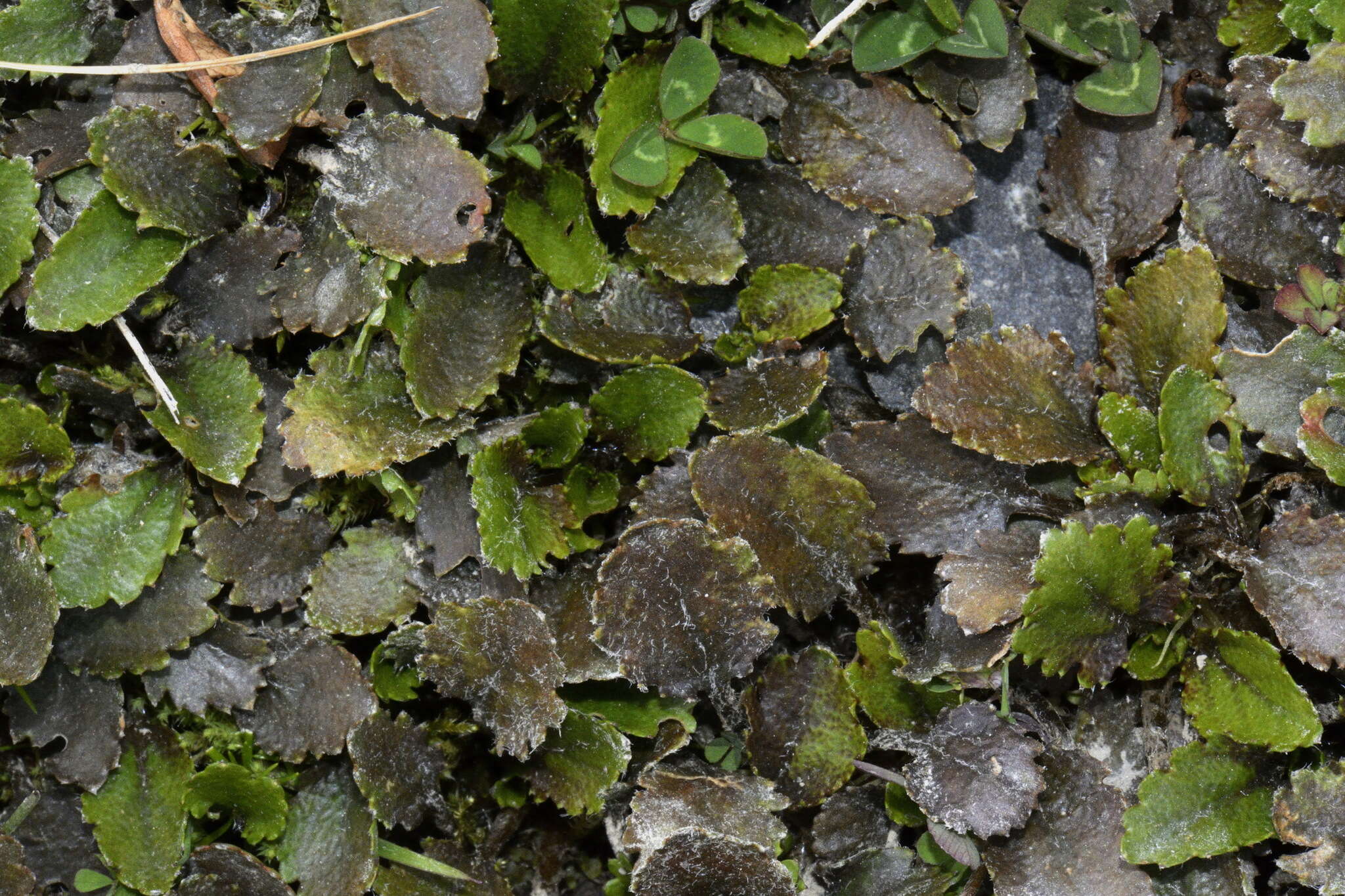 Image of Gunnera densiflora Hook. fil.