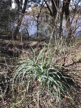 Image of Dianella porracea (R. J. F. Hend.) Horsfall & G. W. Carr