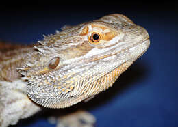 Image of Central bearded dragon