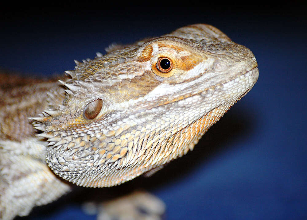 Image of Central bearded dragon