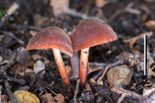 Image of Marasmius elegans (Cleland) Grgur. 1997