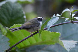 Image of Black-cheeked Warbler