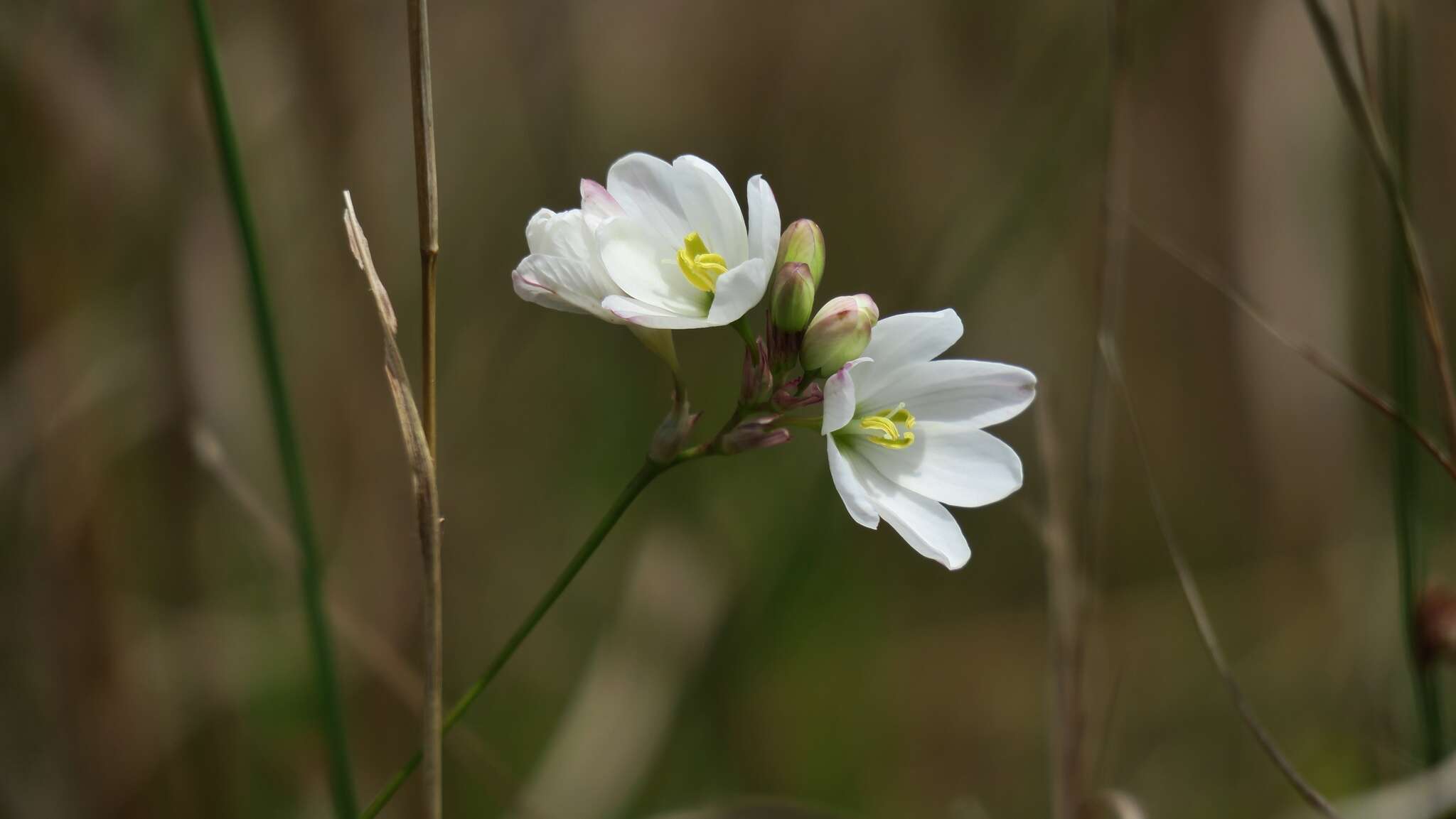 Image of Ixia orientalis L. Bolus