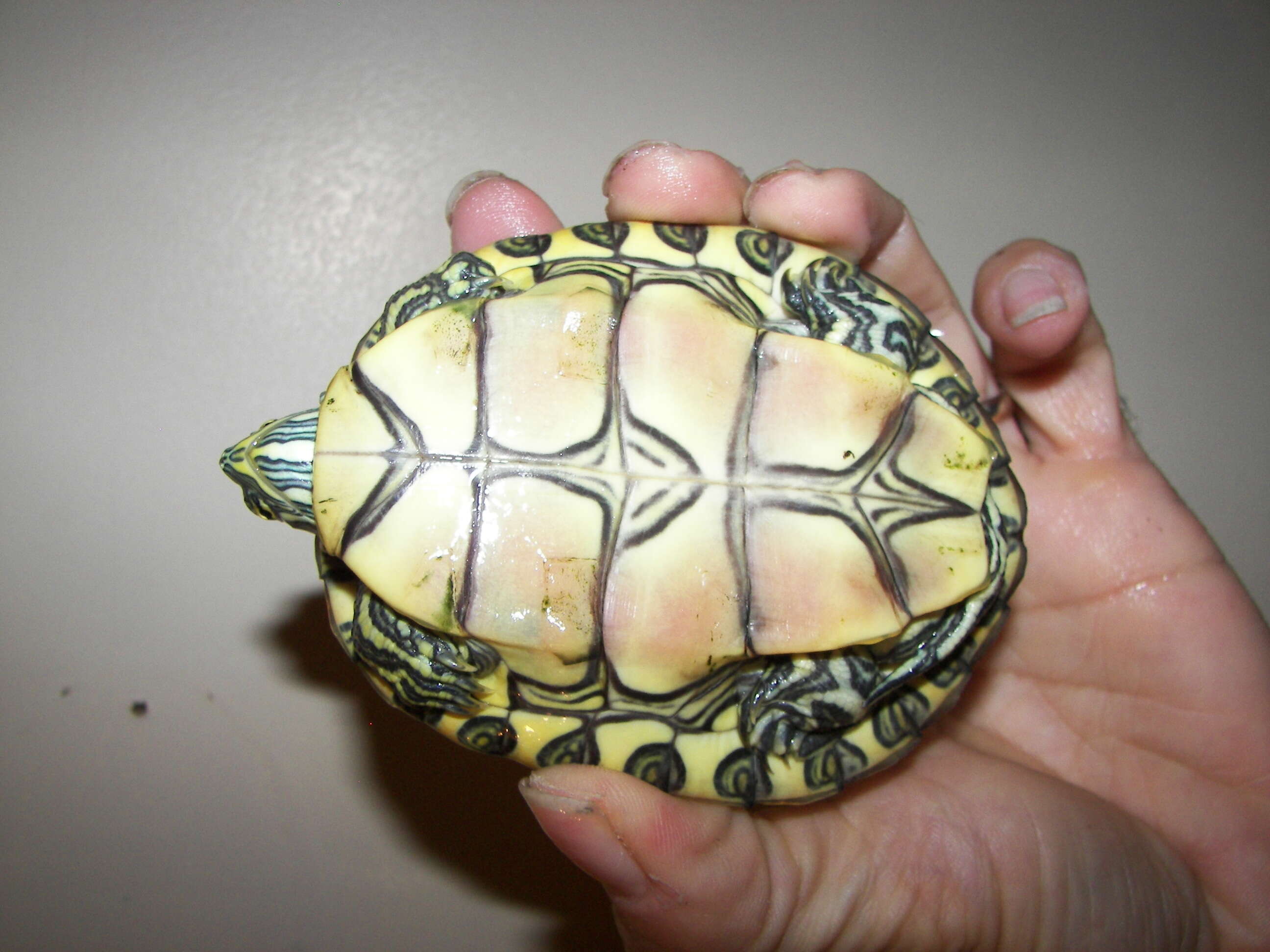 Imagem de Trachemys emolli (Legler 1990)