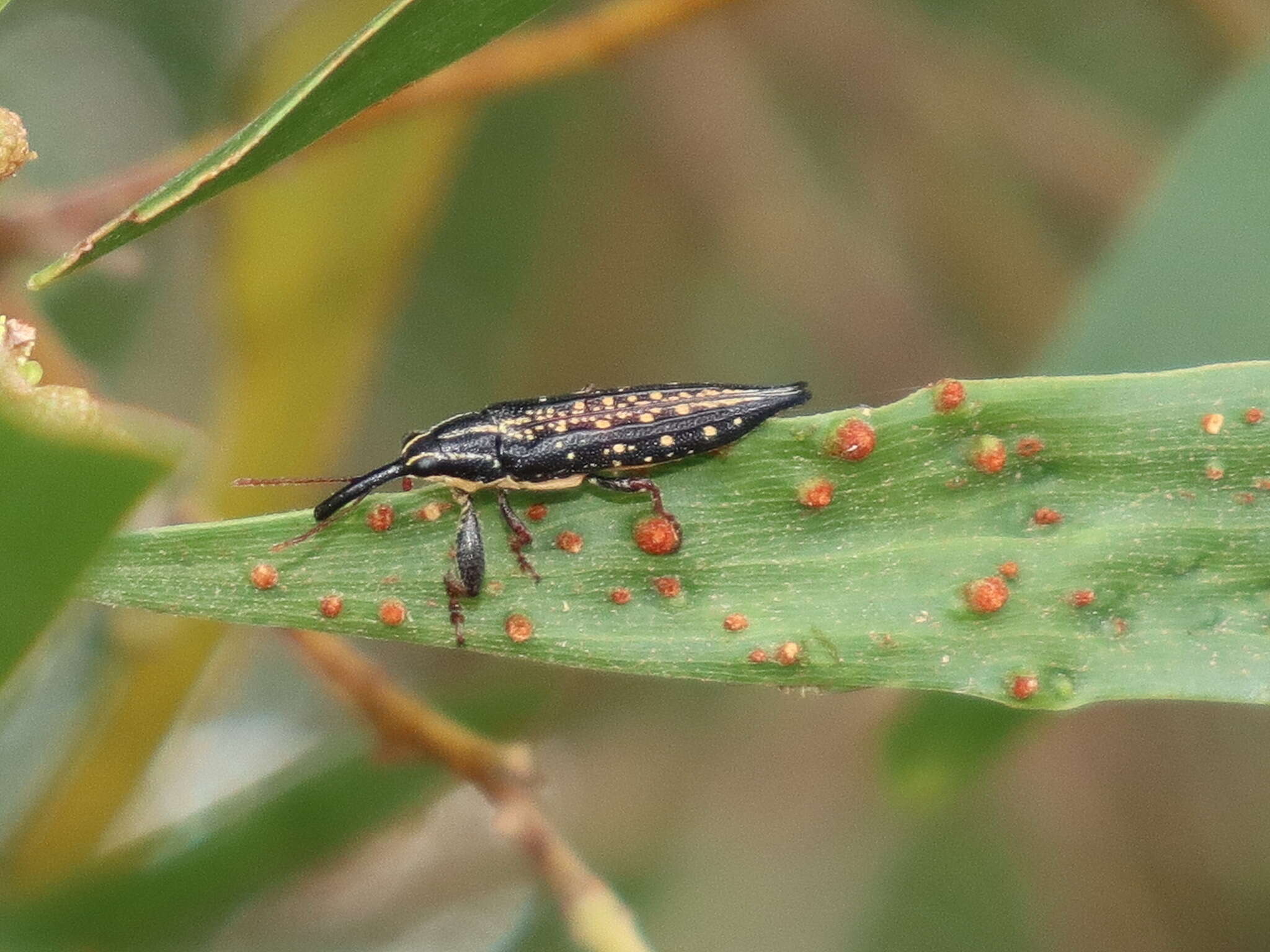 Image of Rhinotia lineata Zimmerman 1994