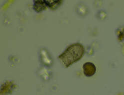 Image of Codonella cratera Leidy 1887