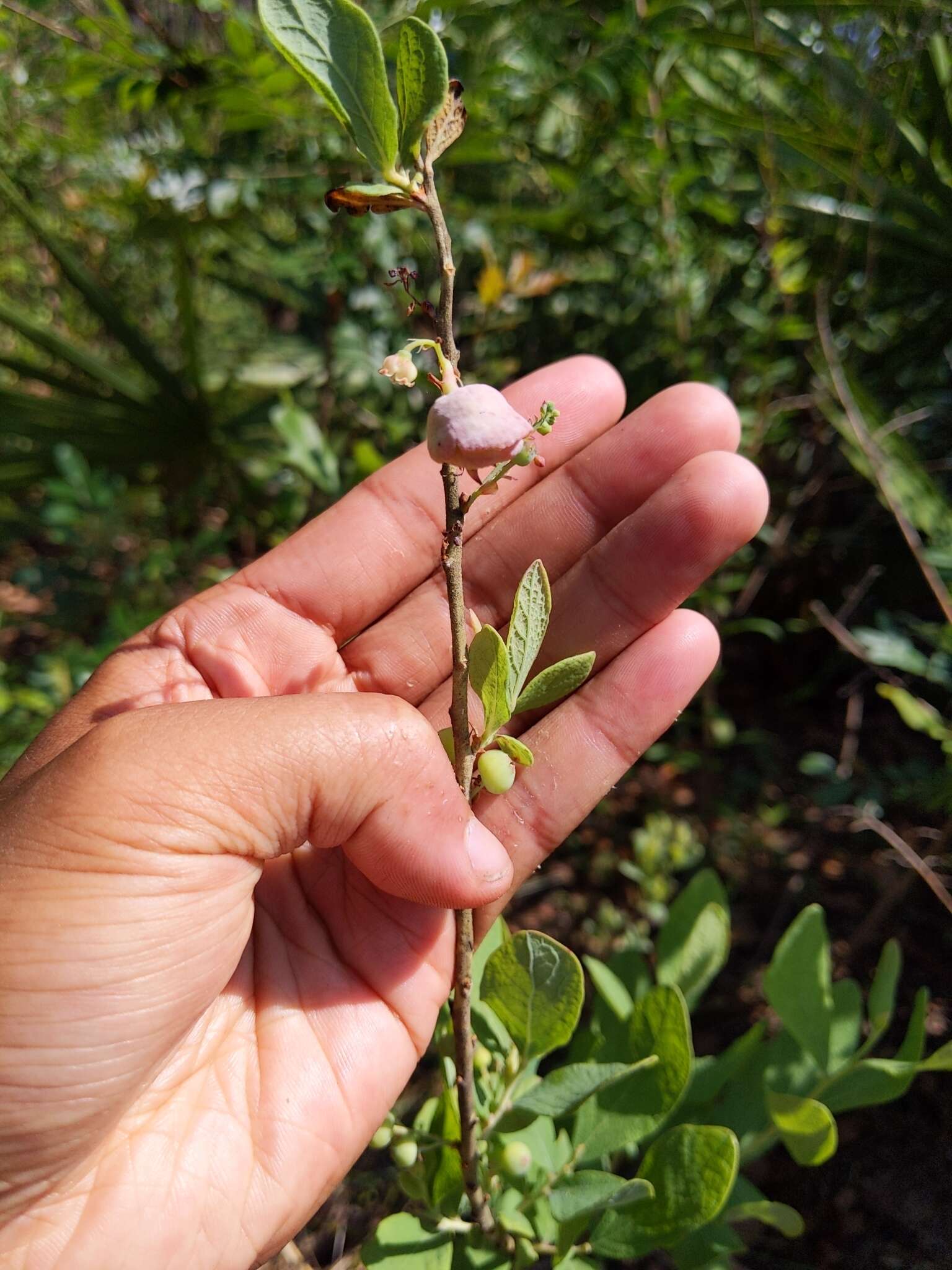 Image of Confederate huckleberry