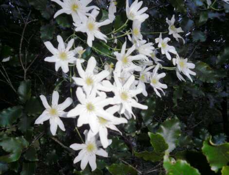 Image of New Zealand clematis