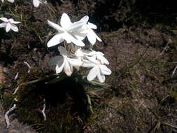 Image of Rhodohypoxis baurii var. baurii