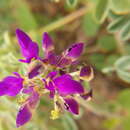 Image of Marina chrysorrhiza (A. Gray) Barneby