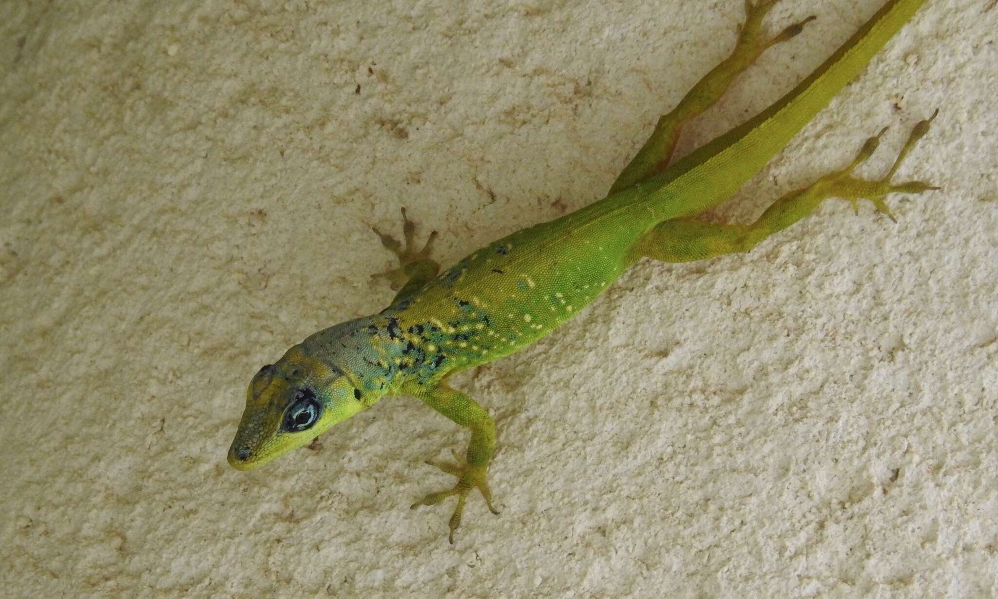 Image of Barbados anole