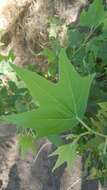 Image of Arizona sycamore