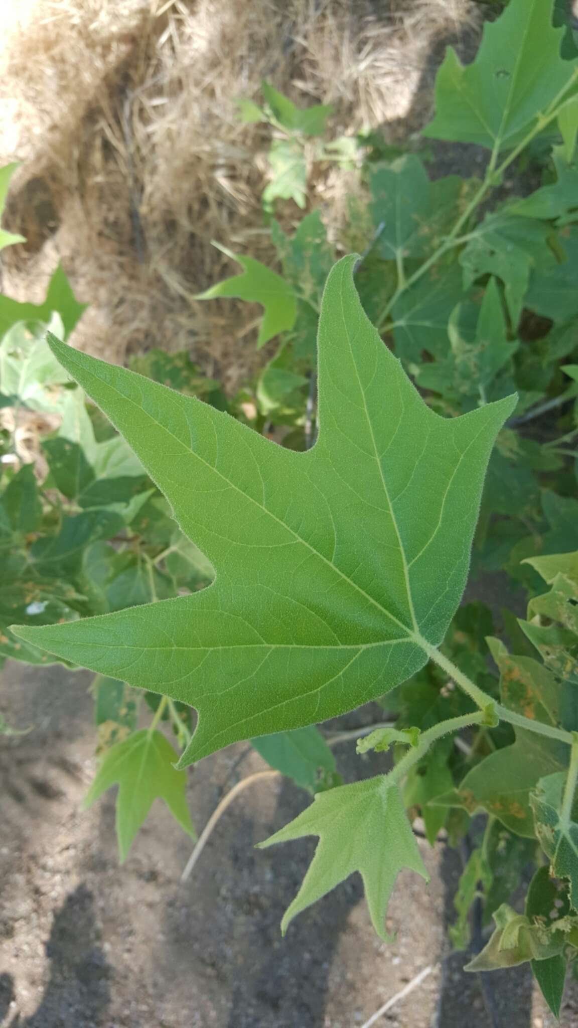 Image of Arizona sycamore