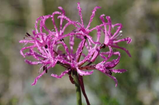 Imagem de Nerine undulata (L.) Herb.