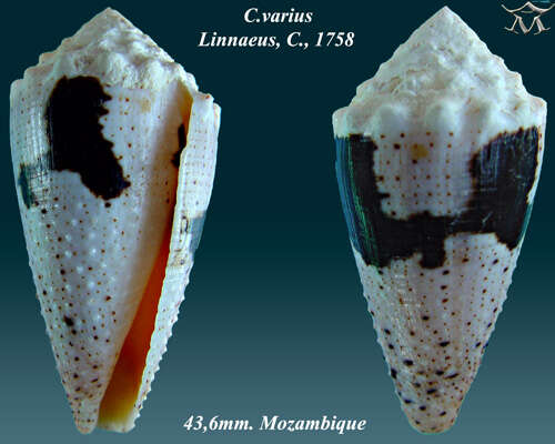 Image of Conus varius Linnaeus 1758
