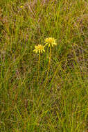 Image de Aloe linearifolia A. Berger