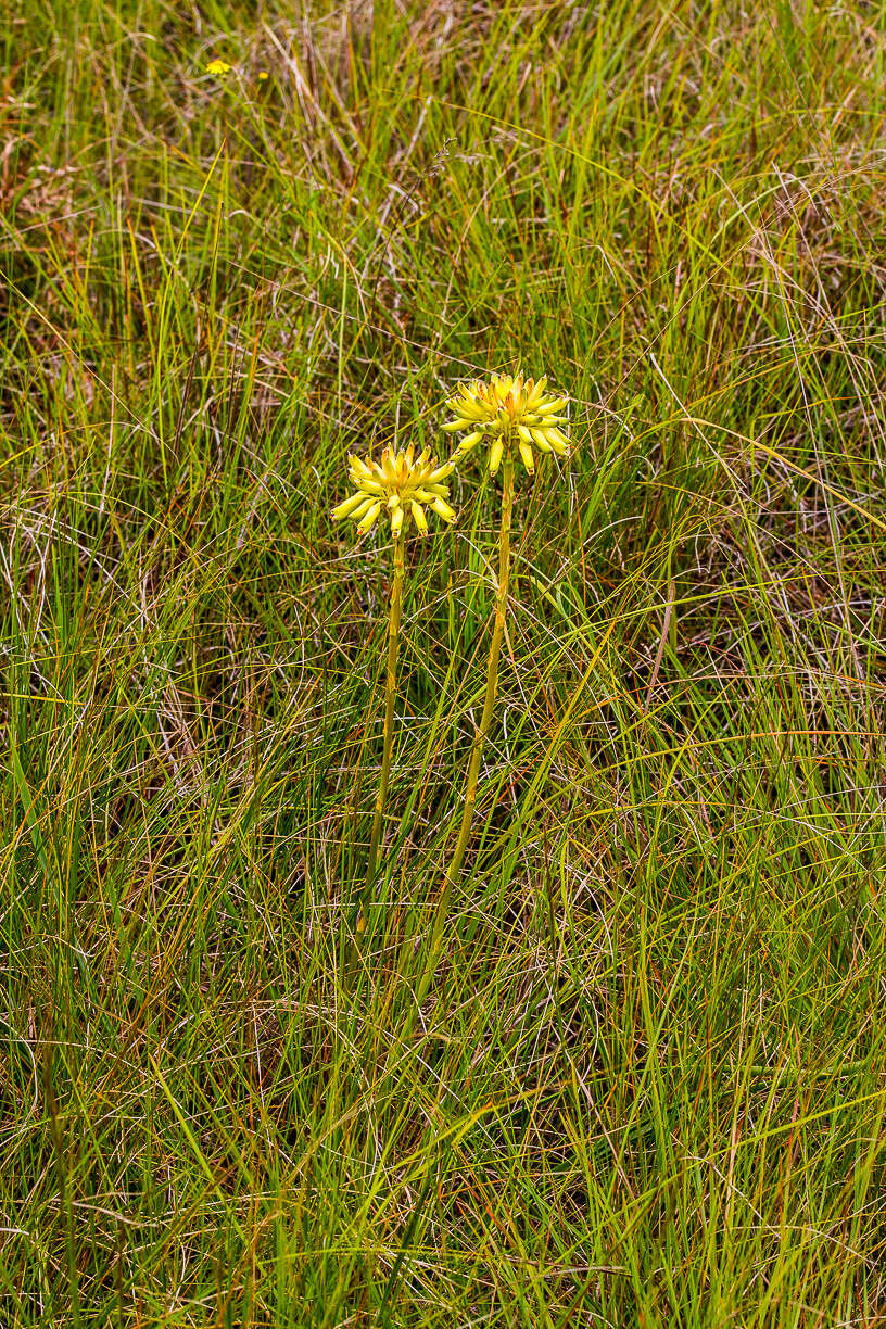 Image de Aloe linearifolia A. Berger