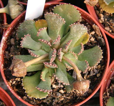 صورة Aloinopsis malherbei (L. Bol.) L. Bol.