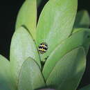 Image of <i>Psyllobora variegata</i>