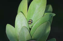 Image of <i>Psyllobora variegata</i>
