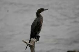 Image of Pygmy Cormorant