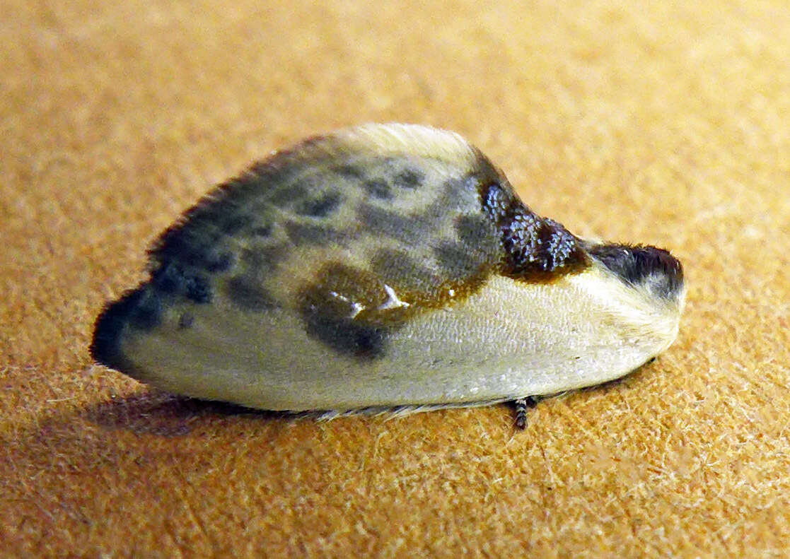 Image of Cilix